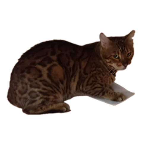 🐱 Стикер «Цезарь» для Telegram