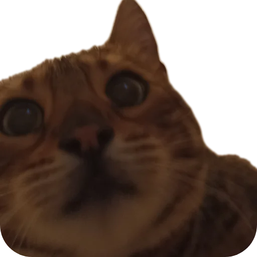 🐱 Стикер «Цезарь» для Telegram