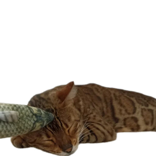 🐱 Стикер «Цезарь» для Telegram
