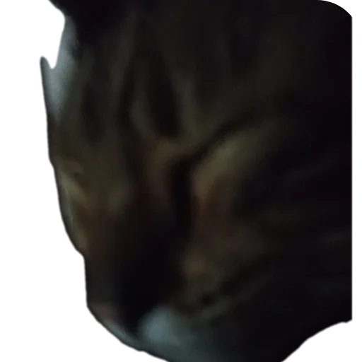 🐱 Стикер «Цезарь» для Telegram