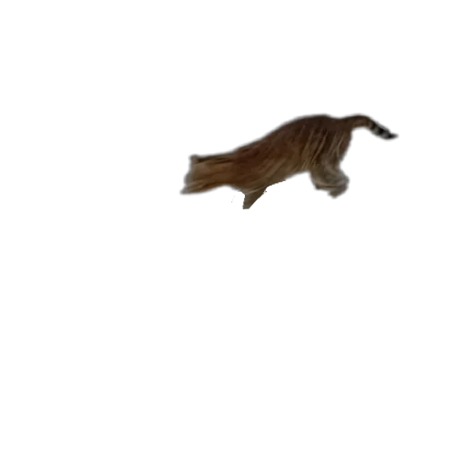 🐱 Стикер «Цезарь» для Telegram