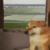Стикер 29 🕺 Cheems Emomjis Doge