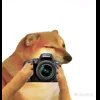 Стикер 39 🕺 Cheems Emomjis Doge