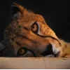 Стикер 29 Cheetahs