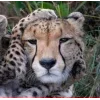 Стикер 57 Cheetahs