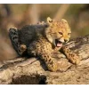 Стикер 42 Cheetahs