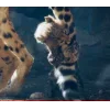 Стикер 59 Cheetahs