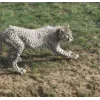 Стикер 21 Cheetahs