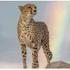 Стикер 6 Cheetahs