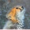 Стикер 58 Cheetahs