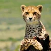Стикер 20 Cheetahs