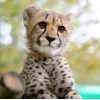 Стикер 50 Cheetahs