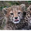Стикер 56 Cheetahs