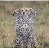 Стикер 32 Cheetahs