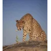 Стикер 19 Cheetahs