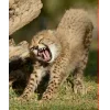 Стикер 16 Cheetahs