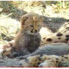 Стикер 54 Cheetahs