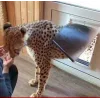Стикер 37 Cheetahs