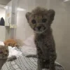 Стикер 4 Cheetahs