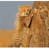 Стикер 27 Cheetahs