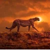 Стикер 23 Cheetahs