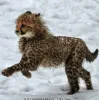 Стикер 9 Cheetahs