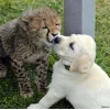 Стикер 13 Cheetahs