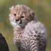 Стикер 15 Cheetahs