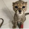 Стикер 47 Cheetahs