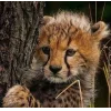 Стикер 22 Cheetahs