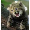 Стикер 41 Cheetahs