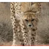 Стикер 24 Cheetahs