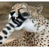 Стикер 31 Cheetahs