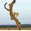 Стикер 28 Cheetahs