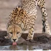 Стикер 5 Cheetahs