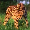 Стикер 39 Cheetahs