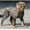 Стикер 12 Cheetahs