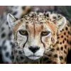 Стикер 25 Cheetahs