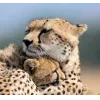 Стикер 18 Cheetahs