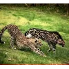Стикер 34 Cheetahs