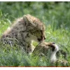 Стикер 43 Cheetahs