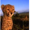 Стикер 7 Cheetahs