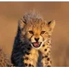 Стикер 8 Cheetahs