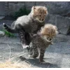 Стикер 44 Cheetahs