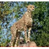 Стикер 38 Cheetahs
