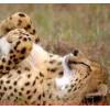 Стикер 30 Cheetahs