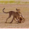 Стикер 2 Cheetahs