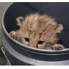 Стикер 45 Cheetahs