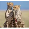 Стикер 26 Cheetahs