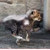 Стикер 11 Cheetahs